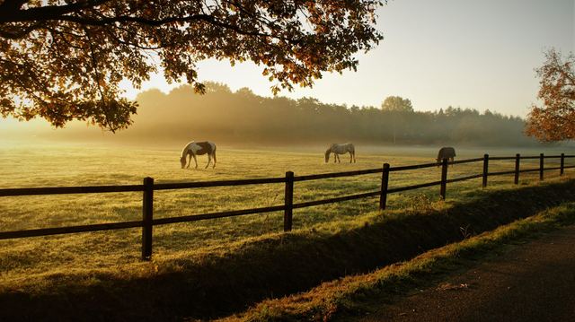 Three-rail paddock fence