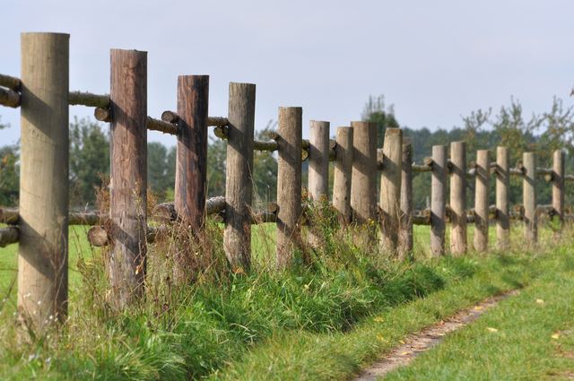 Split-rail fence along a farm lane
